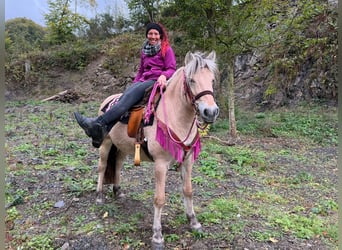 Fjordpferde, Stute, 4 Jahre, 146 cm, Falbe