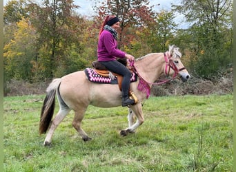 Fjordpferde, Stute, 4 Jahre, 146 cm, Falbe