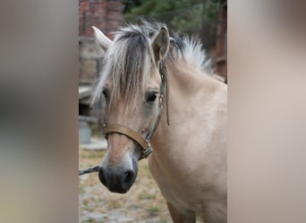Fjordpferde, Stute, 4 Jahre, 148 cm