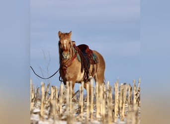 Fjordpferde Mix, Stute, 4 Jahre, 155 cm, Red Dun