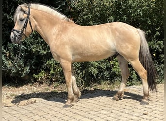 Fjordpferde, Stute, 5 Jahre, 145 cm, Falbe