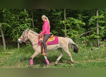 Fjordpferde, Stute, 5 Jahre, 146 cm, Falbe