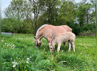 Fjordpferde, Stute, 5 Jahre, 148 cm, Falbe