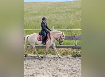 Fjordpferde, Stute, 6 Jahre, 146 cm, Red Dun