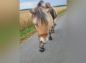 Fjordpferde, Stute, 6 Jahre, 147 cm, Falbe