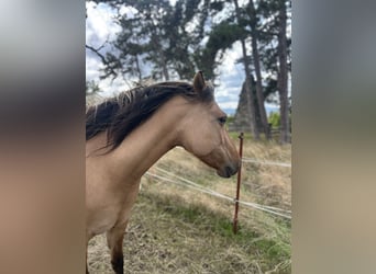 Fjordpferde Mix, Stute, 7 Jahre, 140 cm, Falbe