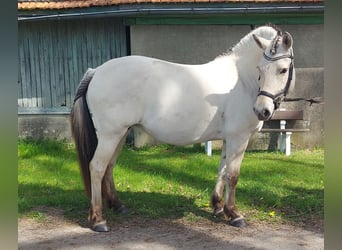 Fjordpferde, Stute, 7 Jahre, 141 cm, Falbe
