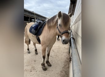 Fjordpferde, Stute, 8 Jahre, 143 cm