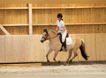 Fjordpferde, Stute, 8 Jahre, 145 cm, Falbe