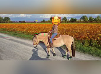 Fjordpferde, Stute, 8 Jahre, 147 cm