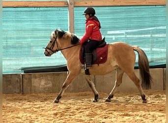 Fjordpferde, Stute, 9 Jahre, 140 cm, Falbe