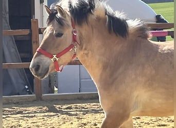Fjordpferde, Stute, 9 Jahre, 140 cm, Falbe