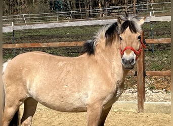 Fjordpferde, Stute, 9 Jahre, 140 cm, Falbe