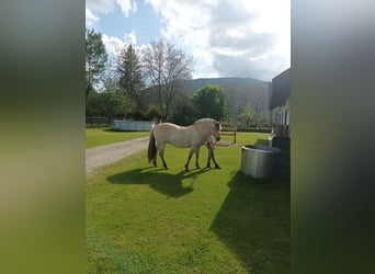 Fjordpferde, Stute, 9 Jahre, 148 cm, Falbe