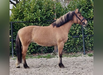 Fjordpferde, Stute, 9 Jahre, 160 cm, Falbe