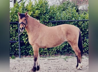 Fjordpferde, Stute, 9 Jahre, 160 cm, Falbe