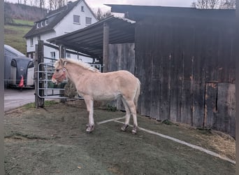Fjordpferde, Stute, Fohlen (05/2025), 150 cm, Falbe