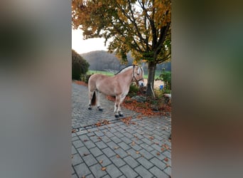 Fjordpferde, Wallach, 10 Jahre, 147 cm, Falbe