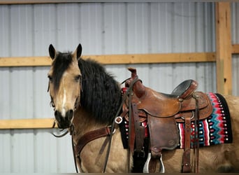 Fjordpferde Mix, Wallach, 12 Jahre, 140 cm, Buckskin