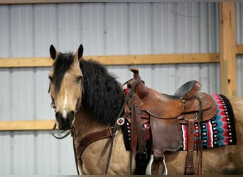 Fjordpferde Mix, Wallach, 12 Jahre, 140 cm, Buckskin
