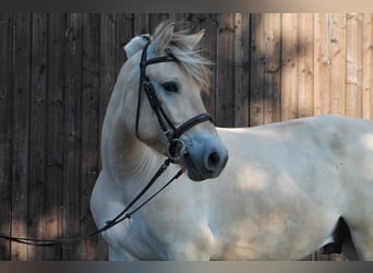 Fjordpferde, Wallach, 12 Jahre, 150 cm, Falbe