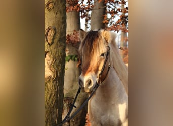Fjordpferde, Wallach, 13 Jahre, 140 cm, Falbe