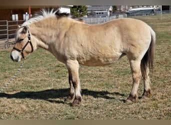 Fjordpferde, Wallach, 13 Jahre, 150 cm, Buckskin