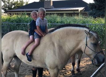 Fjordpferde, Wallach, 13 Jahre, 150 cm, Buckskin