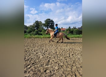 Fjordpferde Mix, Wallach, 14 Jahre, 137 cm