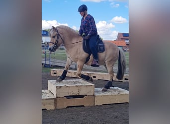Fjordpferde, Wallach, 14 Jahre, 142 cm, Falbe