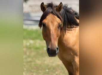 Fjordpferde Mix, Wallach, 14 Jahre, 148 cm, Falbe