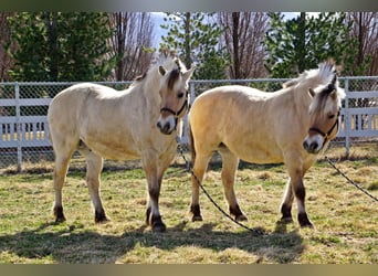 Fjordpferde, Wallach, 14 Jahre, 150 cm, Buckskin