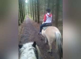 Fjordpferde, Wallach, 14 Jahre, 151 cm, Falbe