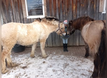Fjordpferde, Wallach, 14 Jahre