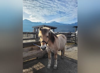 Fjordpferde, Wallach, 15 Jahre, 145 cm, Falbe