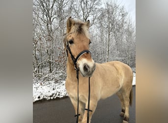 Fjordpferde, Wallach, 15 Jahre, 150 cm, Falbe