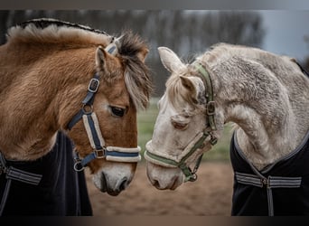 Fjordpferde Mix, Wallach, 15 Jahre