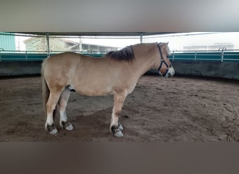 Fjordpferde, Wallach, 15 Jahre