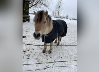 Fjordpferde, Wallach, 16 Jahre, 145 cm