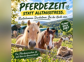 Fjordpferde, Wallach, 19 Jahre