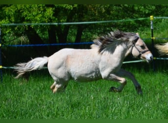 Fjordpferde, Wallach, 1 Jahr, 145 cm, Falbe