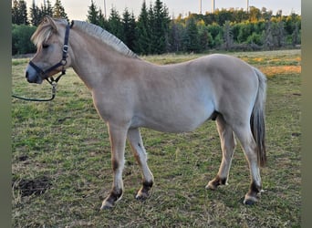 Fjordpferde, Wallach, 1 Jahr, 147 cm, Falbe