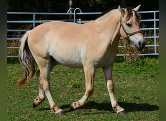 Fjordpferde, Wallach, 1 Jahr, 147 cm