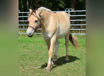Fjordpferde, Wallach, 1 Jahr, 147 cm