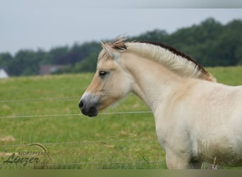 Fjordpferde, Wallach, 1 Jahr, 150 cm, Falbe