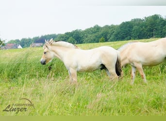Fjordpferde, Wallach, 1 Jahr, 150 cm, Falbe
