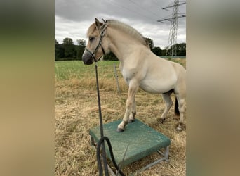 Fjordpferde, Wallach, 1 Jahr, 150 cm, Falbe