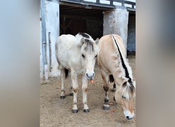 Fjordpferde, Wallach, 1 Jahr, Falbe