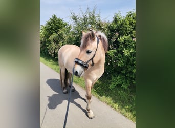Fjordpferde, Wallach, 21 Jahre, 148 cm