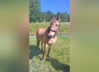 Fjordpferde Mix, Wallach, 22 Jahre, 150 cm, Falbe